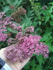 Spiraea japonica