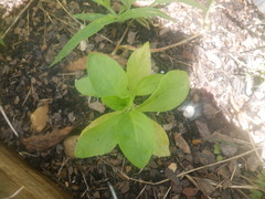 Nicotiana tabacum