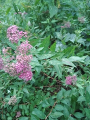 Spiraea japonica