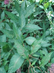 Spiraea japonica