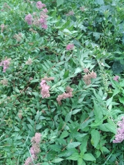 Spiraea japonica