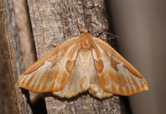 Caripeta piniata