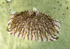 Calappa flammea