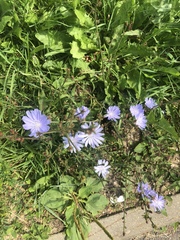 Cichorium intybus