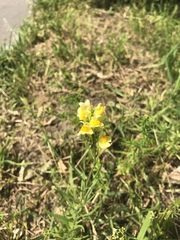 Linaria vulgaris