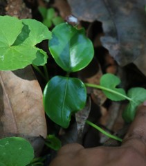 Anodendron parviflorum