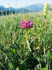 Trifolium medium