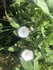 Convolvulus arvensis