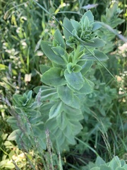 Hylotelephium telephium