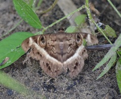 Cyligramma magus