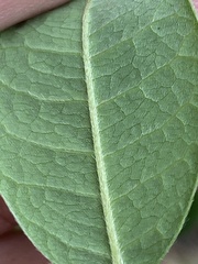 Lespedeza hirta hirta