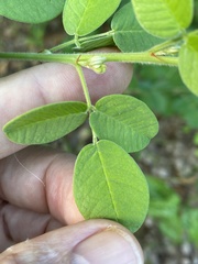Lespedeza hirta hirta