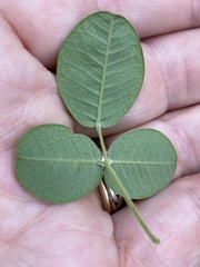 Lespedeza hirta hirta