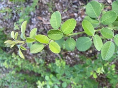 Lespedeza hirta hirta