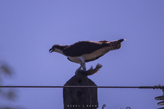Pandion haliaetus