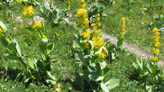 Gentiana lutea lutea