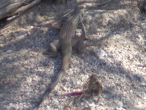 iNaturalist observation photo of Western Whiptail