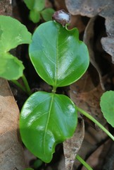 Anodendron parviflorum