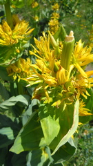 Gentiana lutea lutea