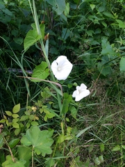 Calystegia sepium
