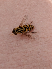 Parhelophilus integer