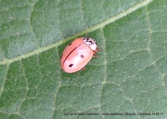 Mulsantina mexicana