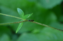 Oedemera pthysica