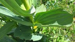 Gentiana lutea lutea