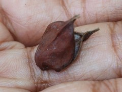 Anodendron parviflorum