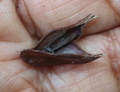Anodendron parviflorum