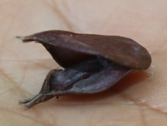 Anodendron parviflorum