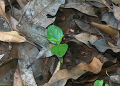 Anodendron parviflorum