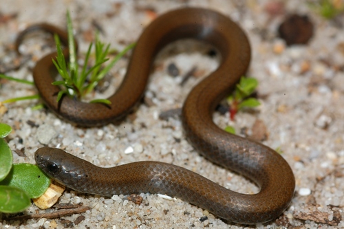 Common Slug Eater