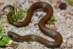 Common Slug Eater photo 2