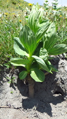 Gentiana lutea lutea
