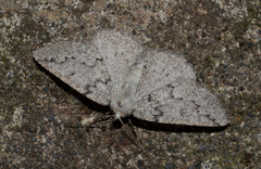 Sabulodes packardata