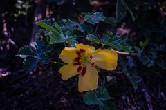 Cochlospermum wrightii