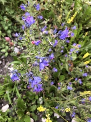 Echium vulgare