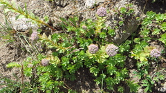 Hylotelephium anacampseros