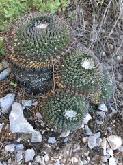 Mammillaria chionocephala