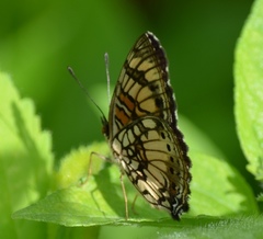 Junonia sophia sophia