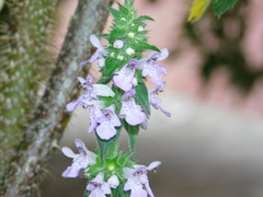 Stachys palustris