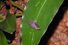 Anisoneura salebrosa
