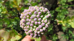 Hylotelephium anacampseros