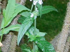 Stachys palustris