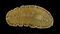 Prostheceraeus crozieri