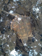 Chelydra rossignonii