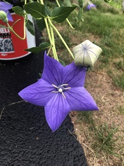 Platycodon