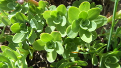 Hylotelephium anacampseros