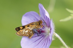 Carterocephalus skada skada